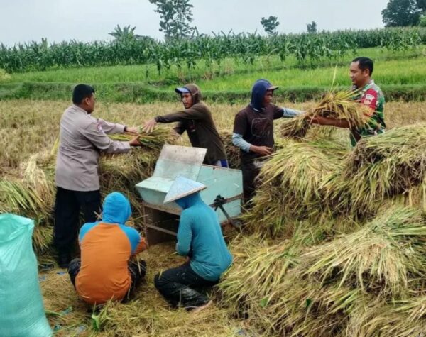 Legislator Blora Nilai Sektor Pertanian Padi Harus Dimaksimalkan