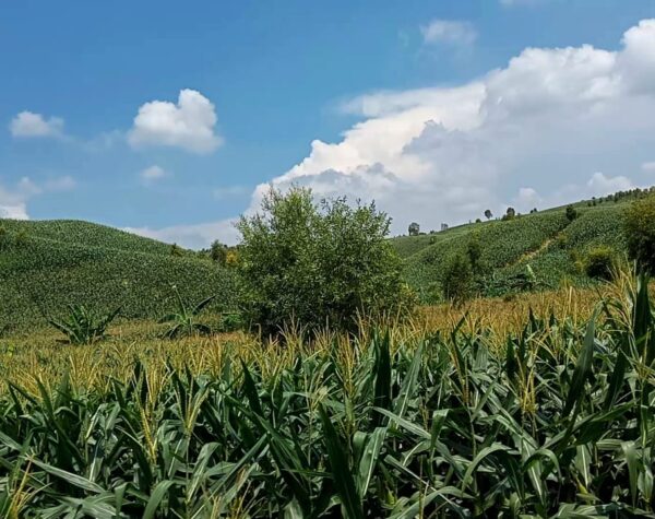 Soal Wacana Kementerian Kehutanan Cek Lokasi Perhutanan Sosial, Begini Respon Pemkab Grobogan