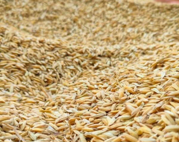 Tanpa Rafaksi dan HPP Naik, Serapan Gabah Nasional Capai 2000 Persen!