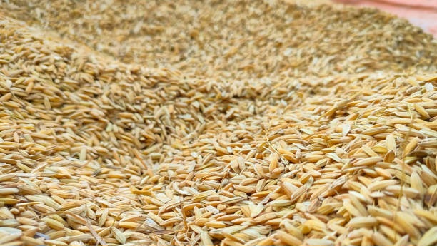 istockphoto 1487429920 612x612 1