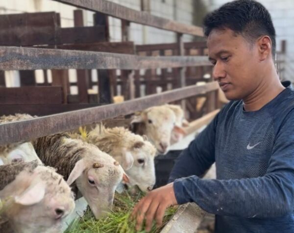 Mengintip Peternak Kambing yang Kebanjiran Orderan Jelang Hari Raya Idul Adha
