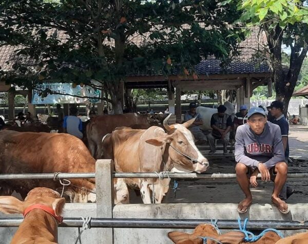 Alami Kekurangan Stok Hewan Kurban, Ini yang Dilakukan Pemkab Sleman