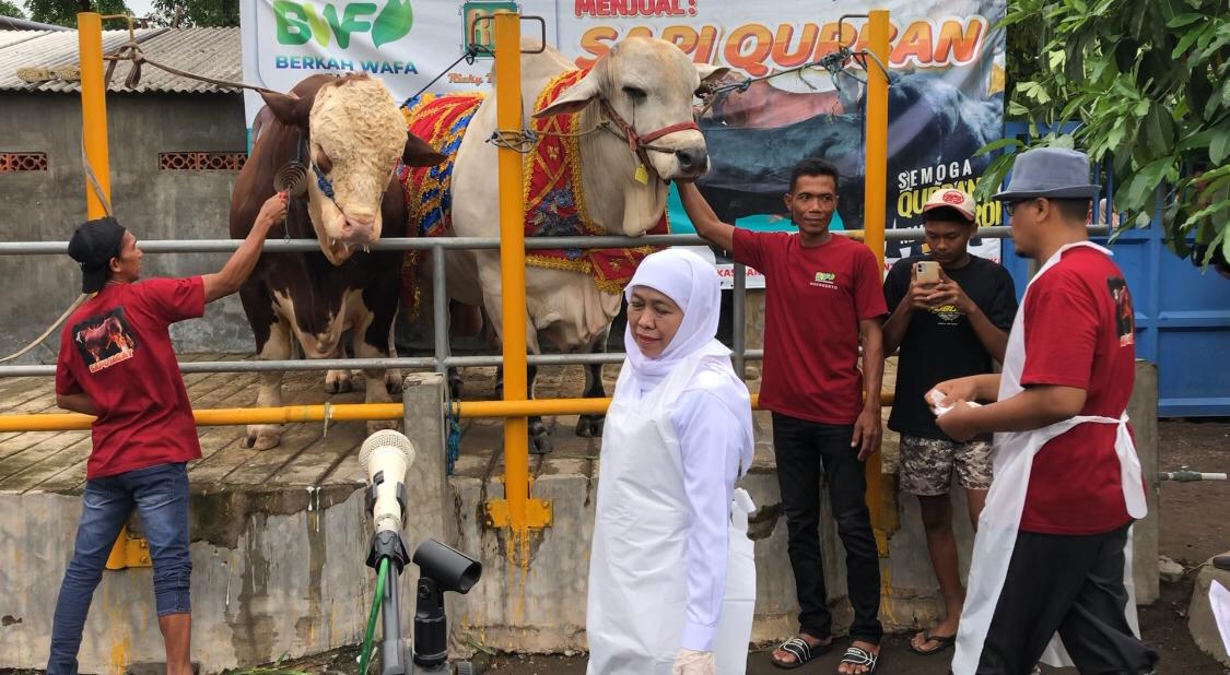 Gubernur Jatim, Khofifah Indar Parawansa cek sapi kurban Presiden Prabowo yang berbobot 1,1 Ton di di Dusun Dateng, Desa Watesnegoro, Kabupaten Mojokerto pada Senin (26/5/2025) siang (Redaksi / Kabarterdepan.com)