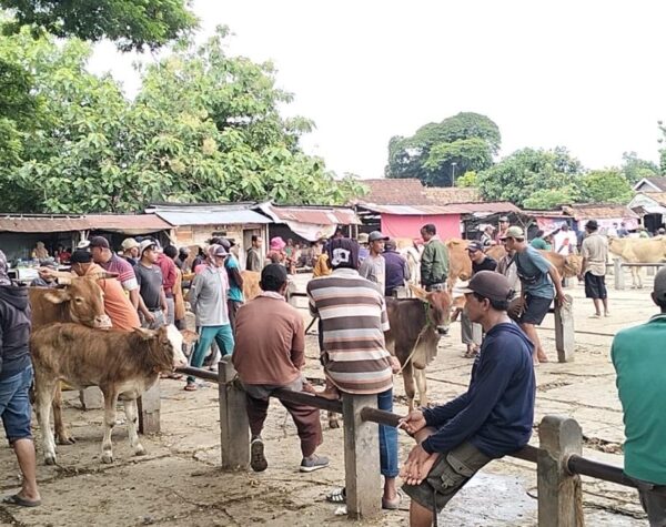Jelang Idul Adha, Blora Siap Penuhi Kebutuhan 8.100 Hewan Kurban