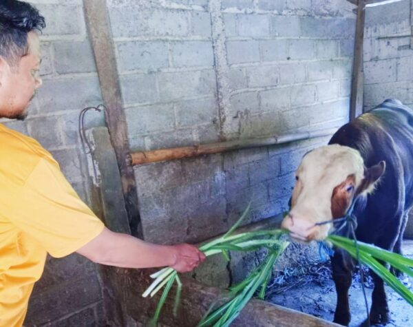 Kebutuhan Idul Adha 1446 H, Stok Hewan Kurban di Sragen Dipastikan Aman