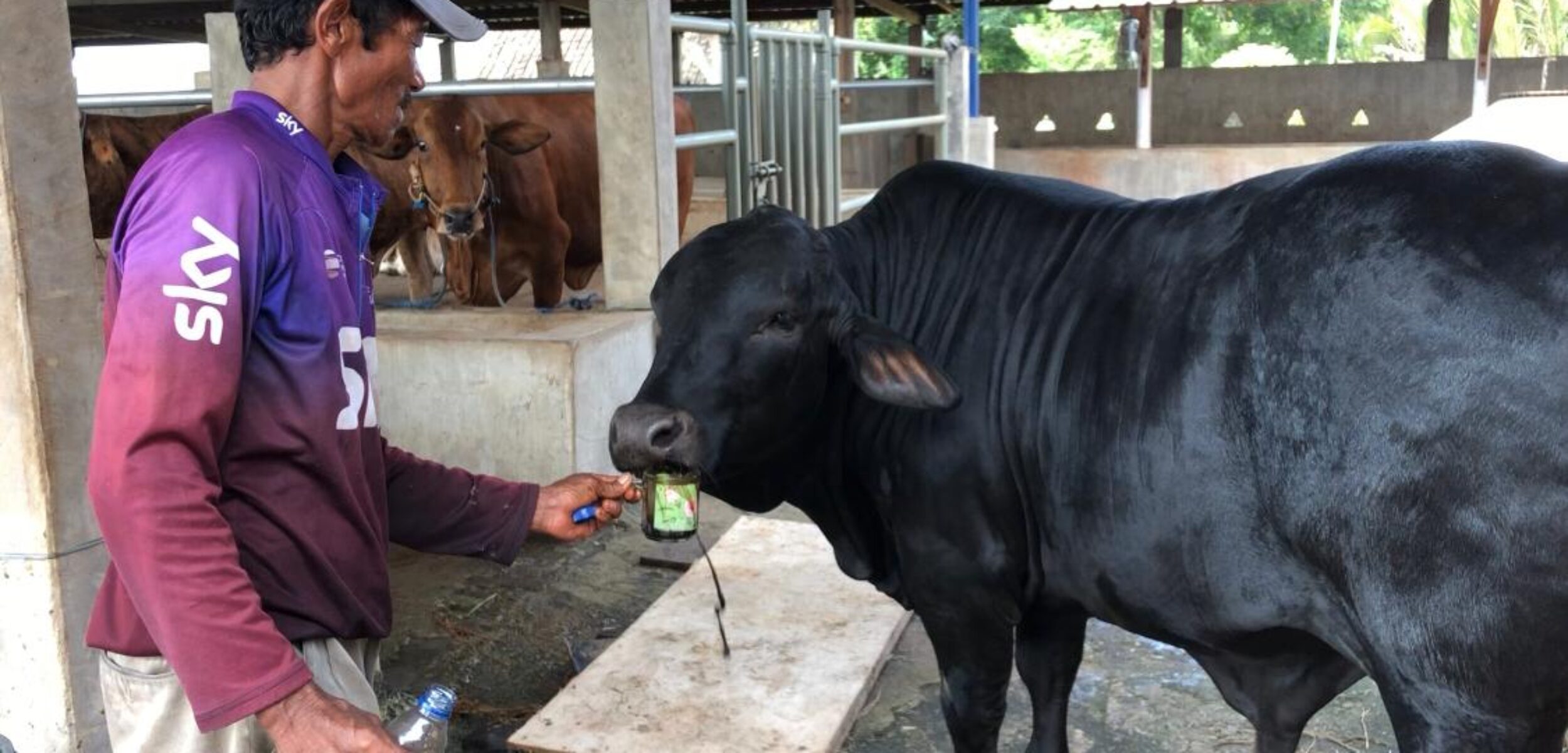 Apless, sapi bewarna hitam di Dusun Dateng, Desa Watesnegoro, Kecamatan Ngoro, Kabupaten Mojokerto saat asyik minum kopi (Redaksi / Kabarterdepan.com)