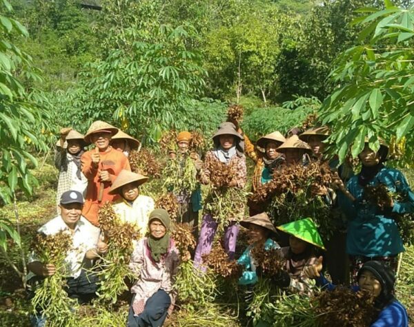 Hujan Bawa Berkah Bagi Petani Jagung dan Kacang Tanah di Gunungkidul