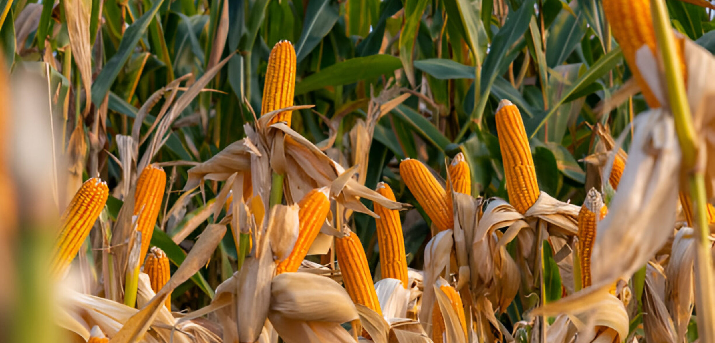 Kabar Gembira! Jagung Petani Siap Diserap 1 Juta Ton oleh Pemerintah