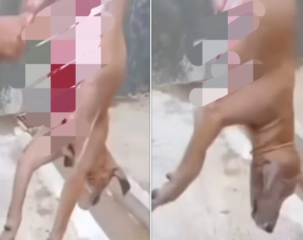 Polisi Sebut Lokasi Anjing Dikuliti Hidup-hidup Bukan di Sragen