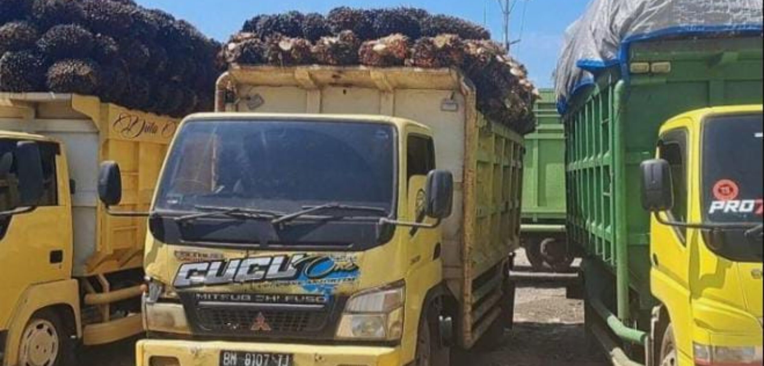 Puluhan Sopir Pengganti TBS PT DL Koto Baru Dharmasraya Mogok Massal, Ada Apa?