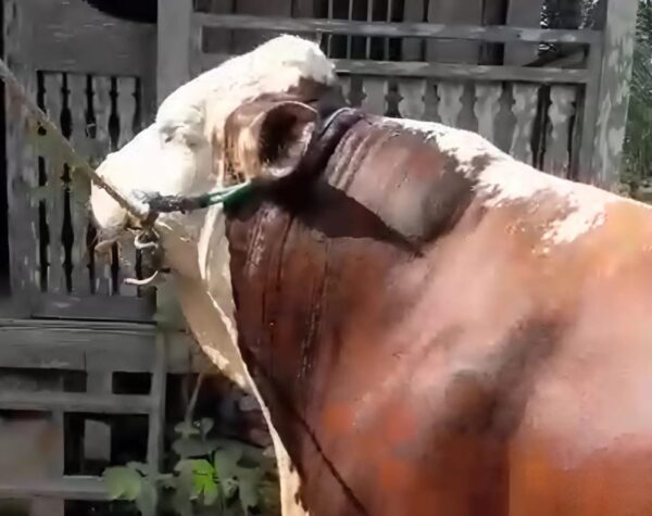 Presiden Prabowo Sumbang Sapi Kurban 935 Kg untuk Warga Blora