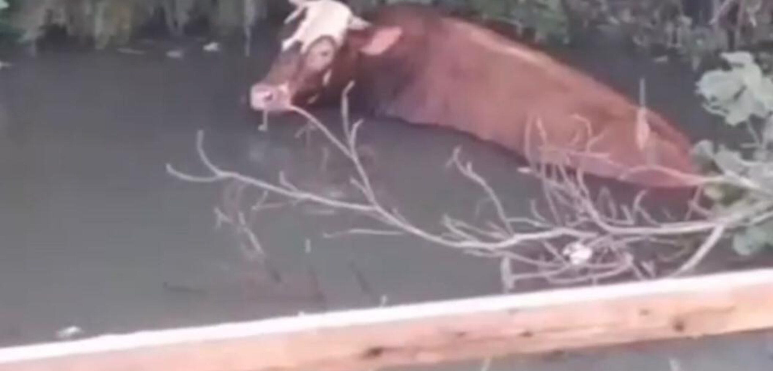 Sapi Kurban di Mojokerto Kabur dan Tercebur ke Sungai saat Hendak Disembelih