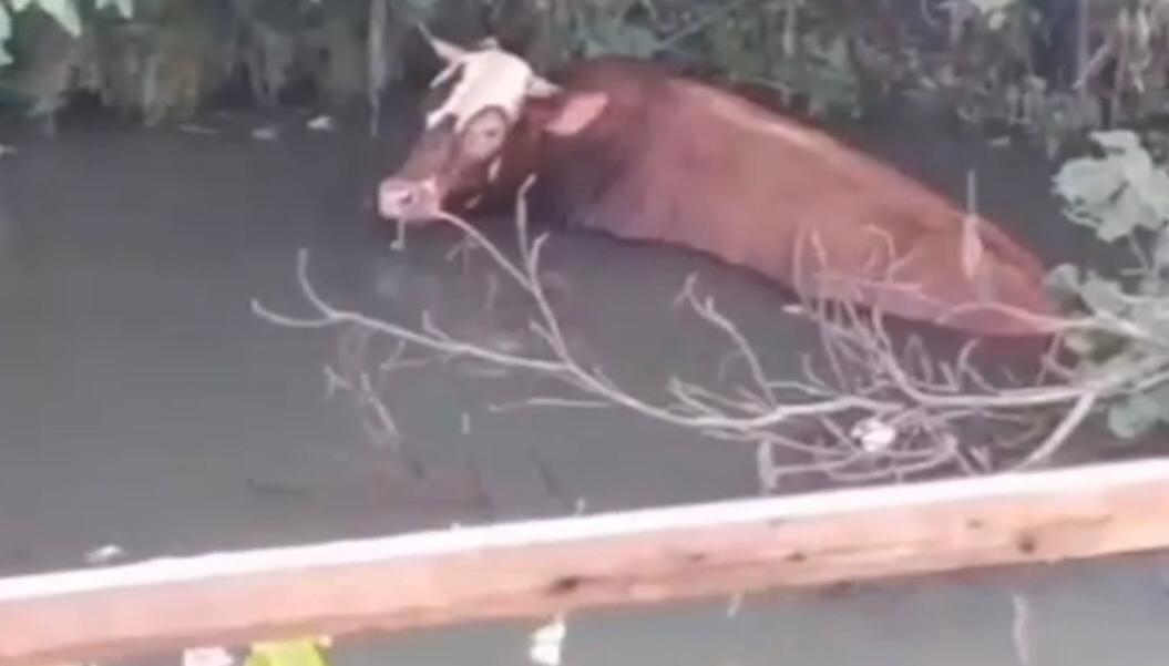 IMG 20250606 WA0010 1 IMG 20250606 WA0010