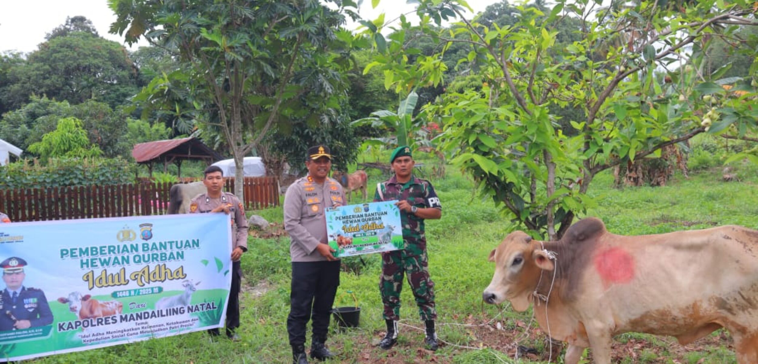 Idul Adha 1446 Hijriah, Polres Madina Kurban 24 Ekor Sapi dan 3 Kambing