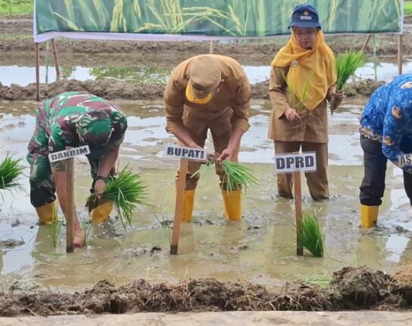 ‘Keta Tu Saba’ jadi Cara Bupati Madina Ajak Masyarakat Menanam Padi