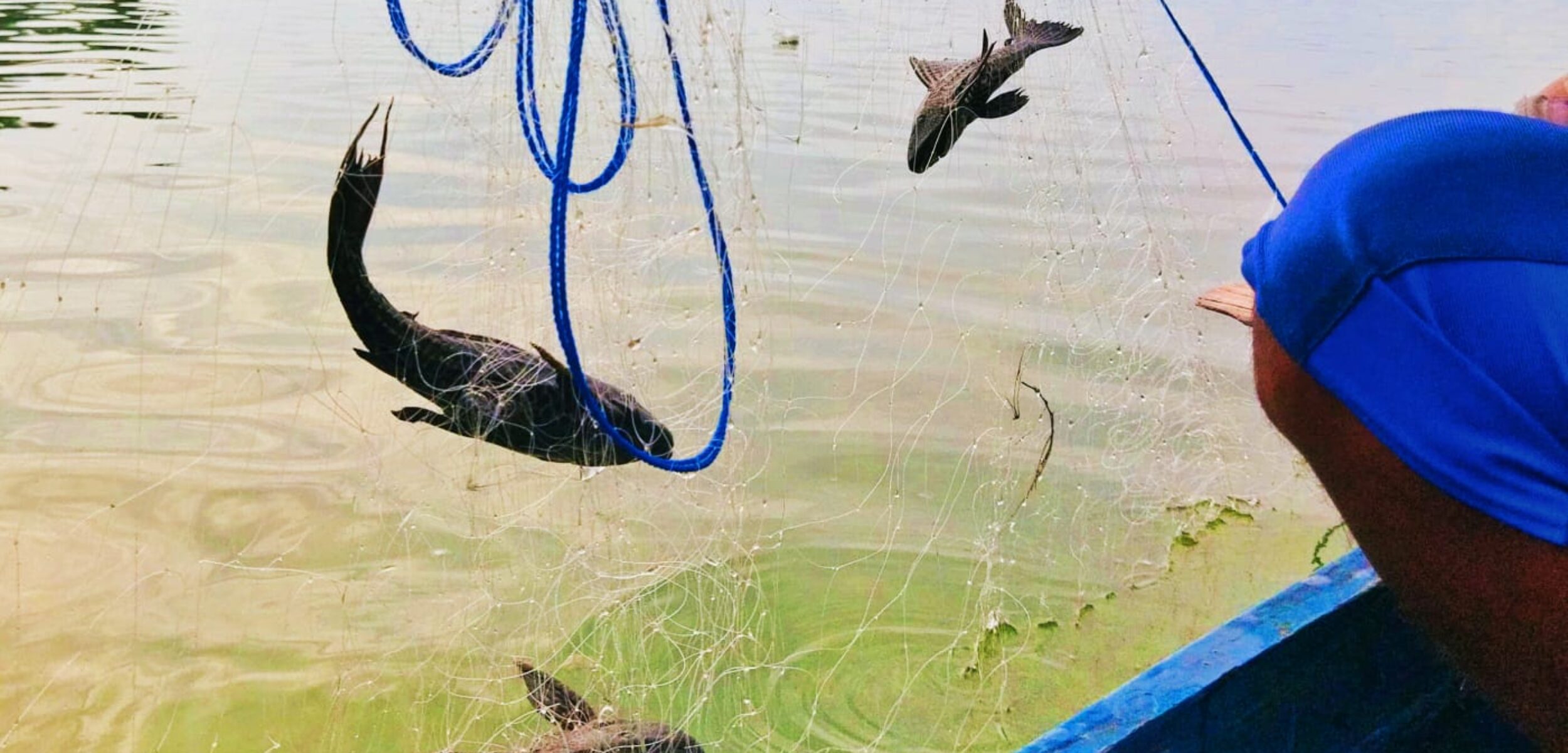 Tangkapan Nelayan Berisi Derita, Ketika Ikan Sapu-Sapu Kuasai Waduk Kedungombo