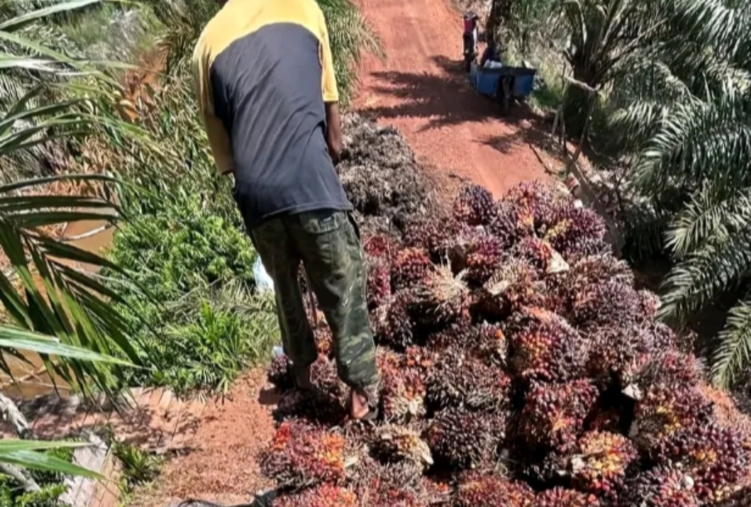 Screenshot 20250613 052228