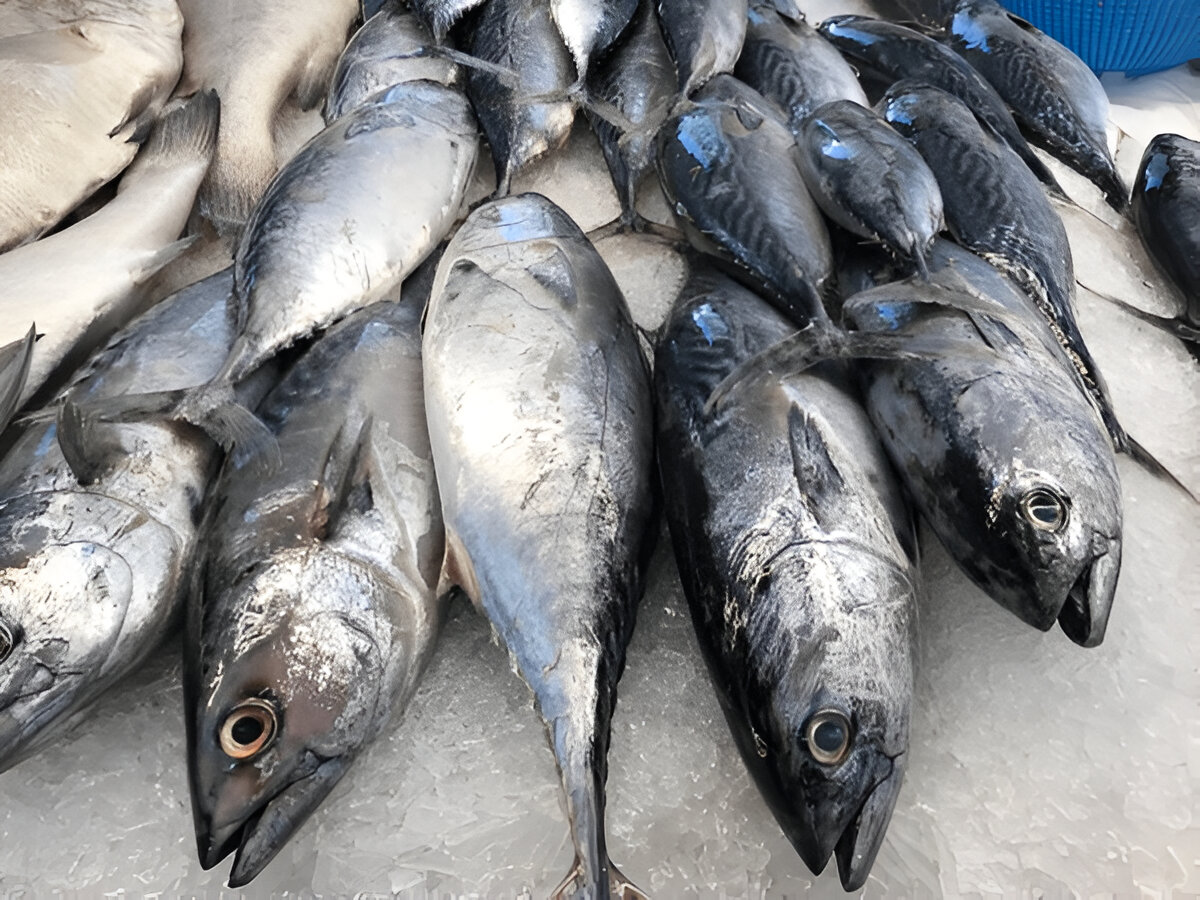 steptodown.com208139