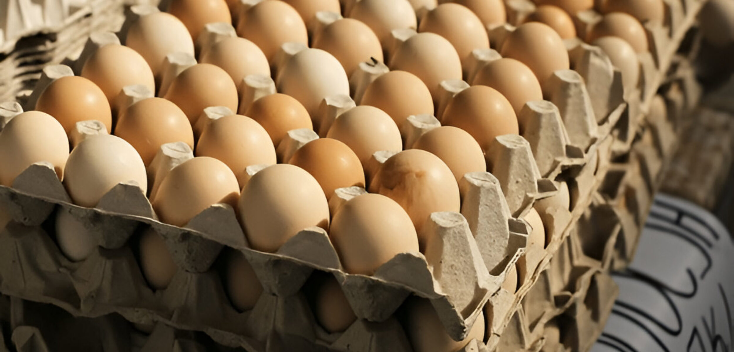 Ilustrasi telur ayam kampung. (Shutterstock)