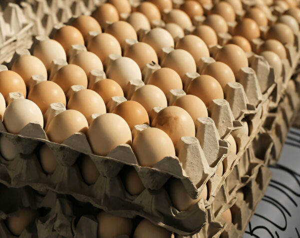 Harga Telur Ayam Kampung di Jawa Timur: Situbondo Termahal, Magetan Termurah