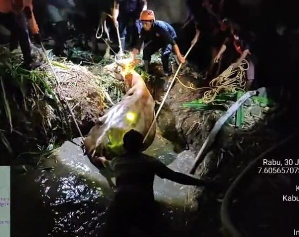 Evakuasi Dramatis! Sapi Terperosok ke Kubangan Lumpur di Pacet Mojokerto, Damkar dan Warga Berjibaku Selamatkan