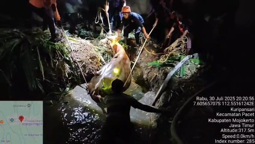 Petugas Damkar dan Relawan saat berjibaku mengevakuasi sapi yang tercebur ke kubangan di Desa Kuripansari, Kecamatan Pacet, Kabupaten Mojokerto, Rabu (30/7/2025) (Redaksi / Kabarterdepan.com)