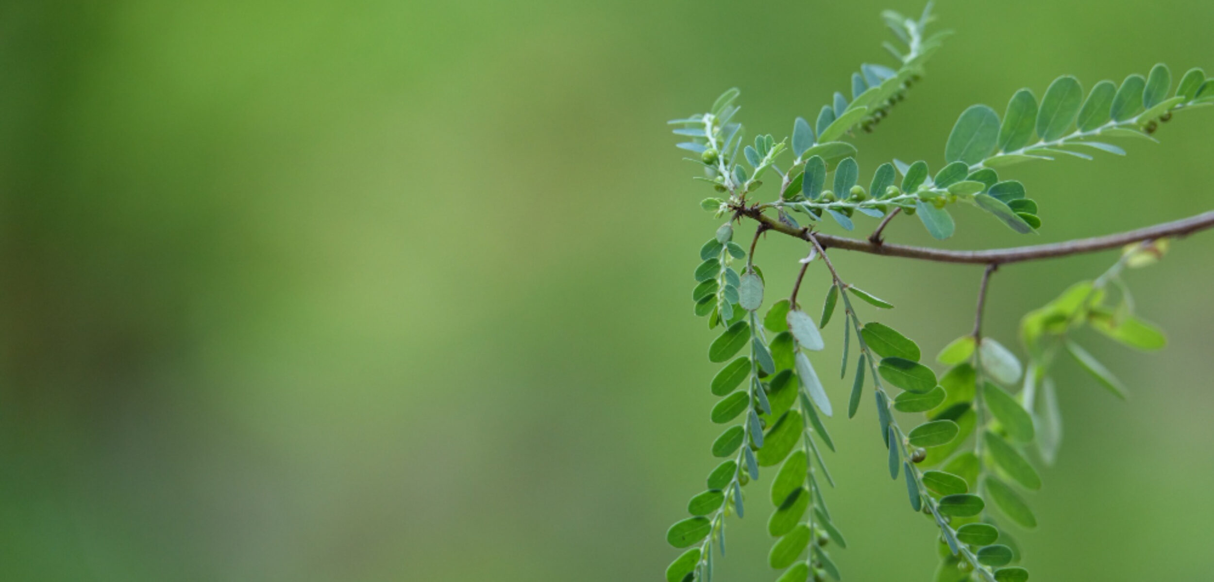 Ilustrasi tanaman kelor yang dapat menyehatkan paru-paru.