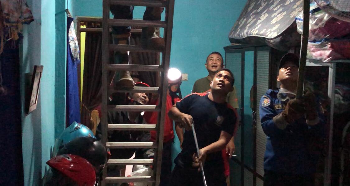 Petugas Damkar saat mengevakuasi ular.