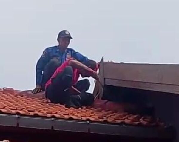 Dua Burung Hantu Bersarang di Atap Rumah Warga Mojokerto, Petugas Damkar Turun Tangan!