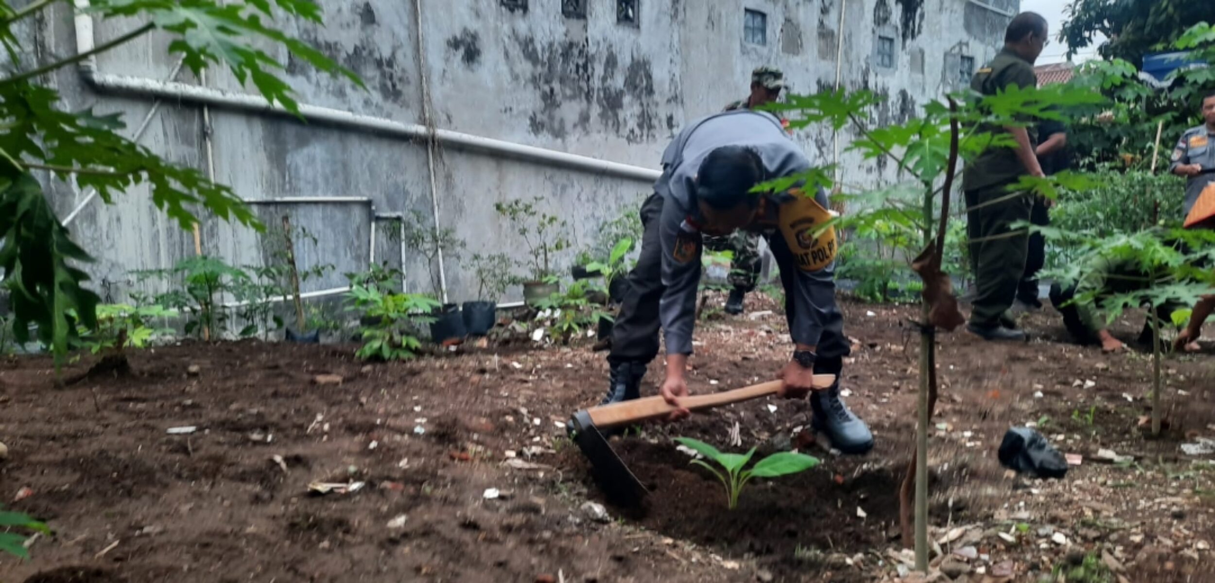 Antisipasi Pembuangan Sampah Sembarangan, Pemkot Yogyakarta Tanam Pohon Pisang di Lahan Kosong Milik Warga