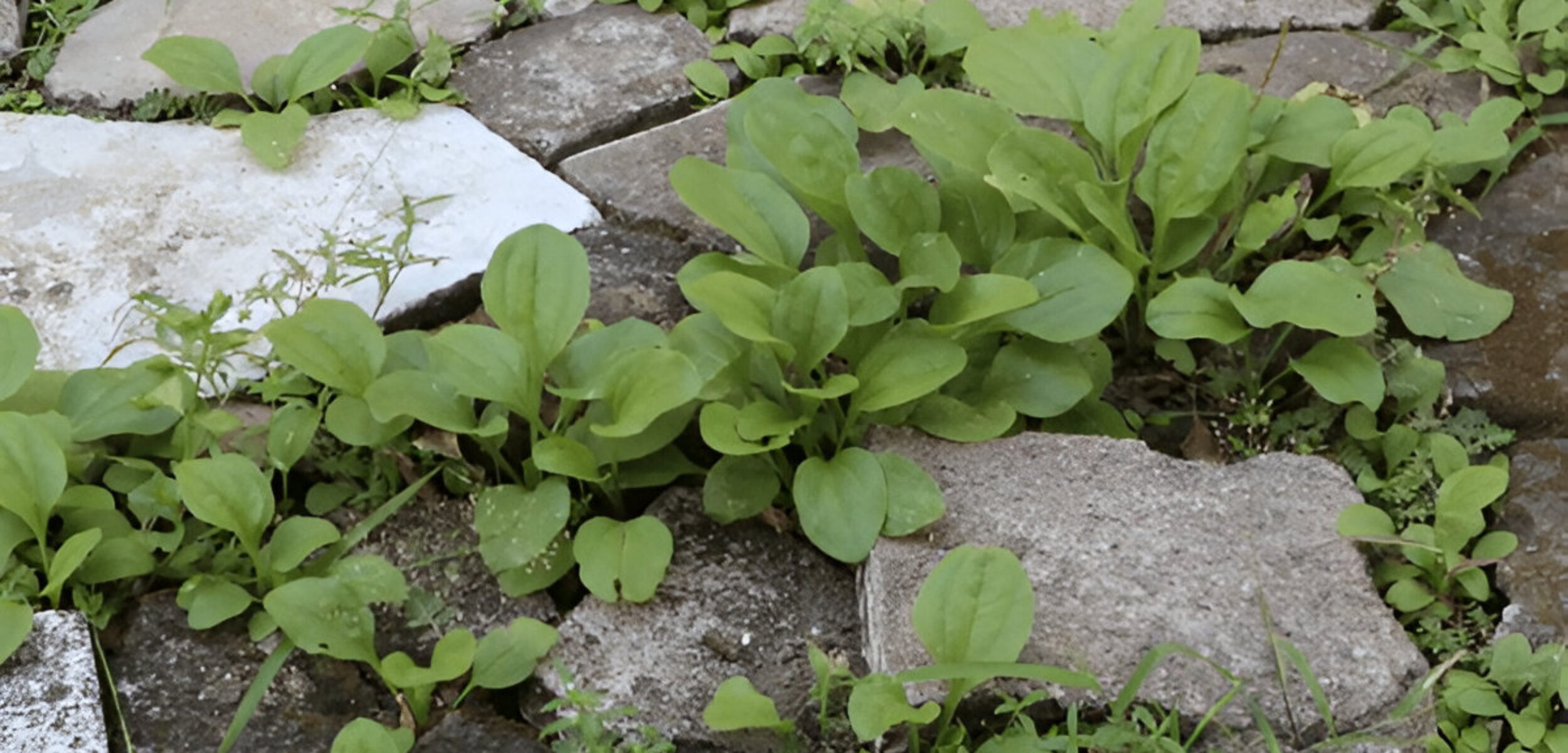 Ilustrasi tanaman daun sendok. (Freepik)