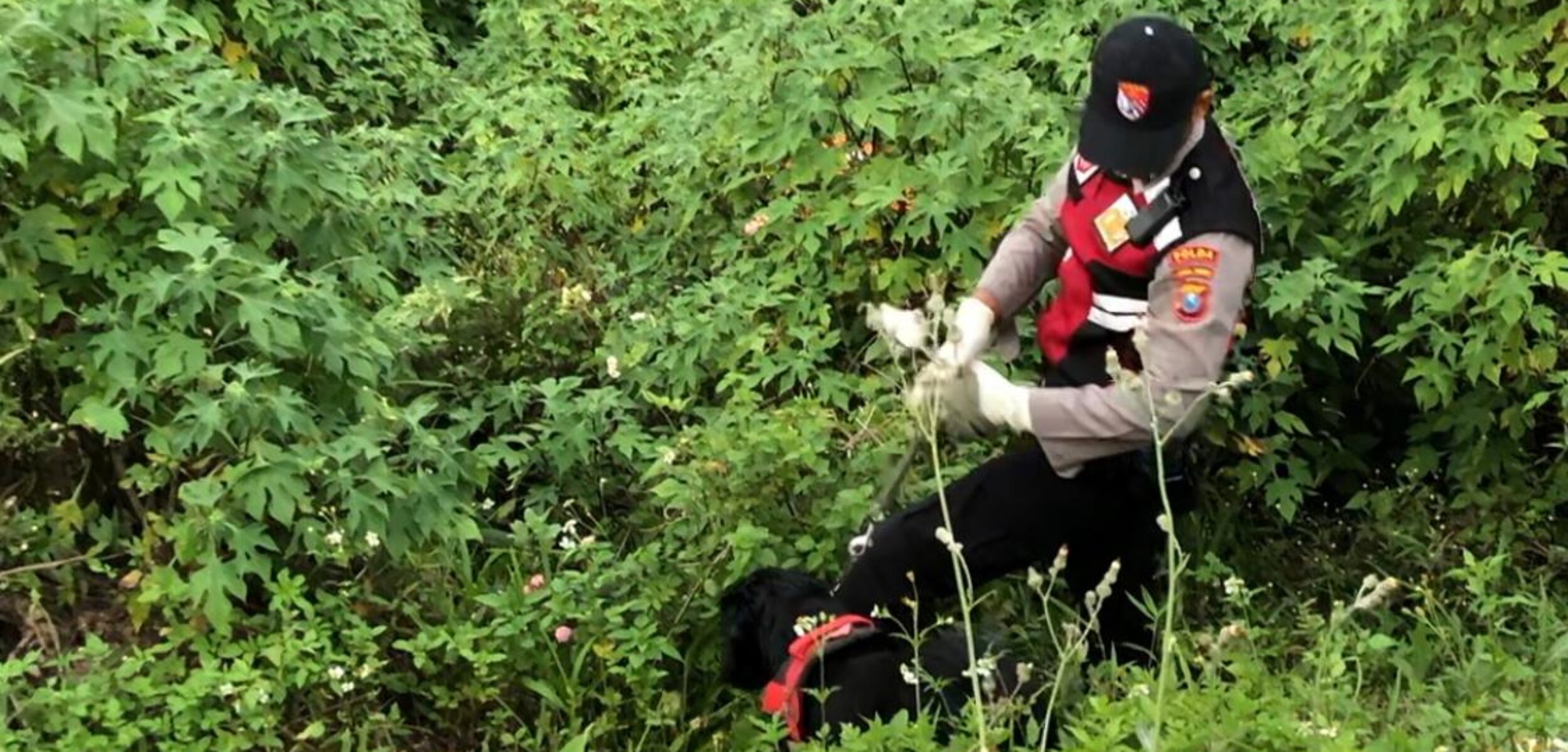 Anjing Pelacak K-9 Polda Jatim diterjunkan di lokasi ditemukannya potongan tubuh, Sabtu (6/9/2025) (Redaksi / Kabarterdepan.com)