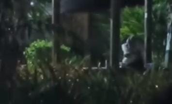 Tangkapan layar video mesum di grup Info Seputar Mojosari yang diposting oleh akun Facebook bernama @Afif Kasbuloh (Redaksi / Kabarterdepan.com)