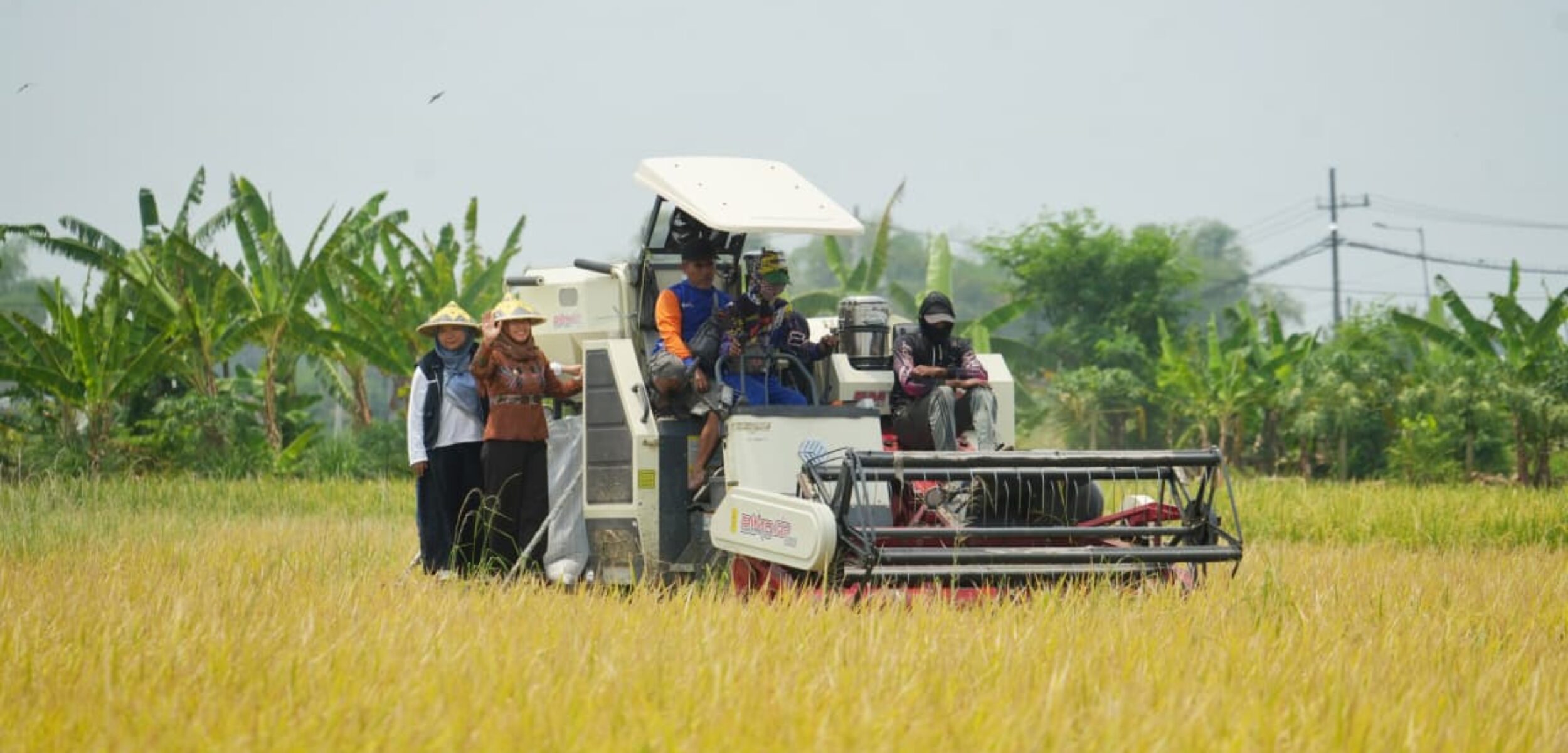 Wali Kota Mojokerto Ika Puspitasari turun langsung ke sawah bersama para petani dalam kegiatan Panen Raya Padi