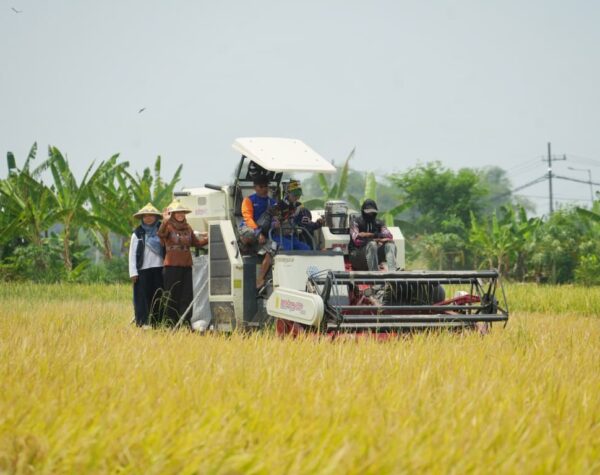 Panen Raya Padi, Wali Kota Mojokerto Dorong Produktivitas Pertanian dan Kesejahteraan Petani
