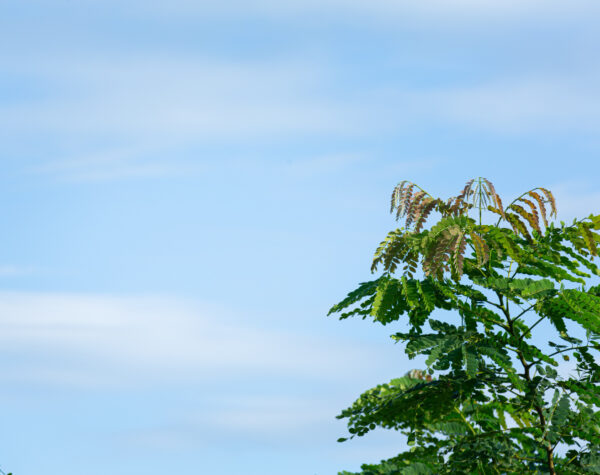 Cuaca Kota Blitar 8-9 Januari 2026, BMKG: Berawan