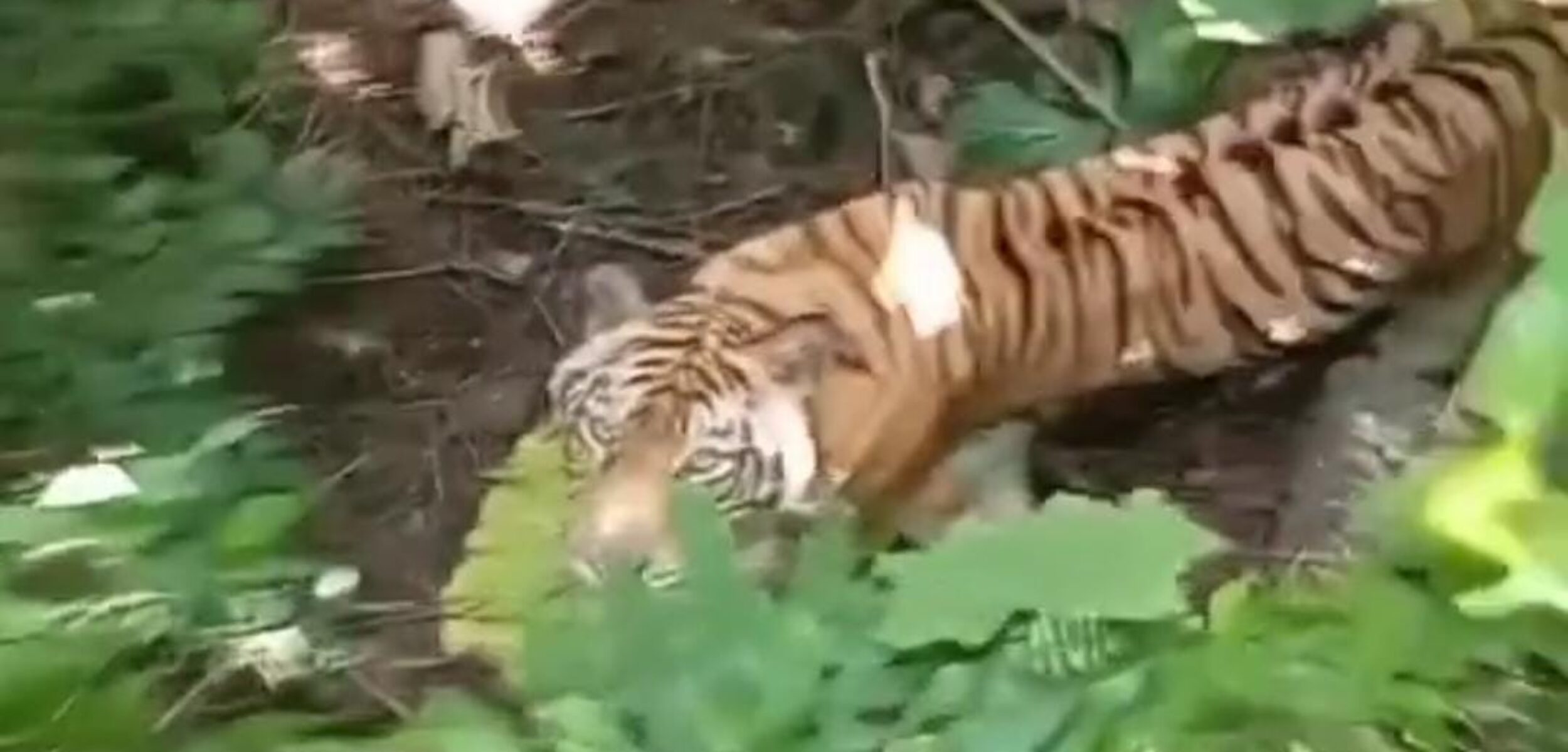 Tangkapan layar Harimau Jawa yang terekam kamera petani aren di Sukabumi. (TikTok @mrijal9695)