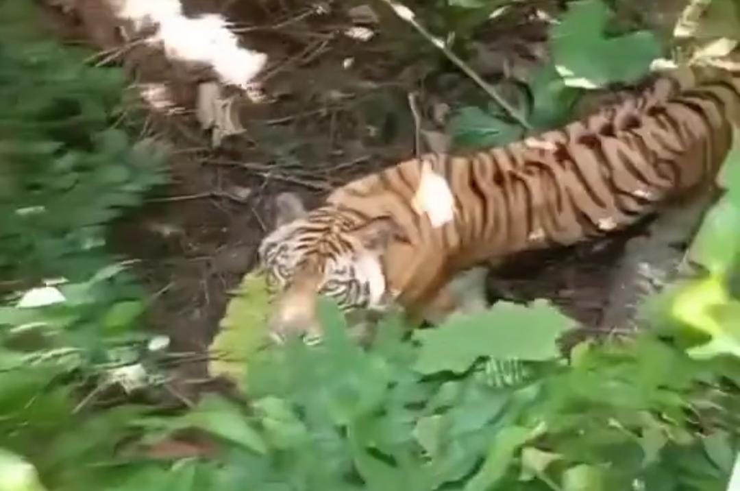 Tangkapan layar Harimau Jawa yang terekam kamera petani aren di Sukabumi. (TikTok @mrijal9695)