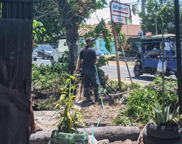 Diduga Dibakar, Pohon Besar Tumbang Tutup Jalur Wisata Mojosari – Pacet
