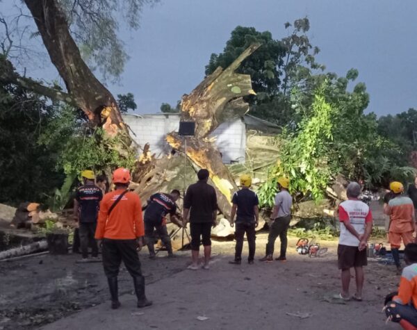 Persiapan evakuasi pohon asem jawa oleh Tim BPBD Kabupaten Sragen (masrikin/kabarterdepan.com
