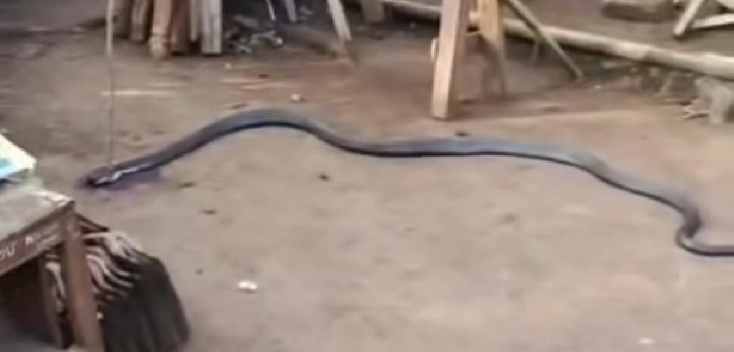 Tangkapan layar ular cobra yang diduga menggigit petani lanjut usia hingga meninggal di Sukabumi. (Instagram @andreli_48)
