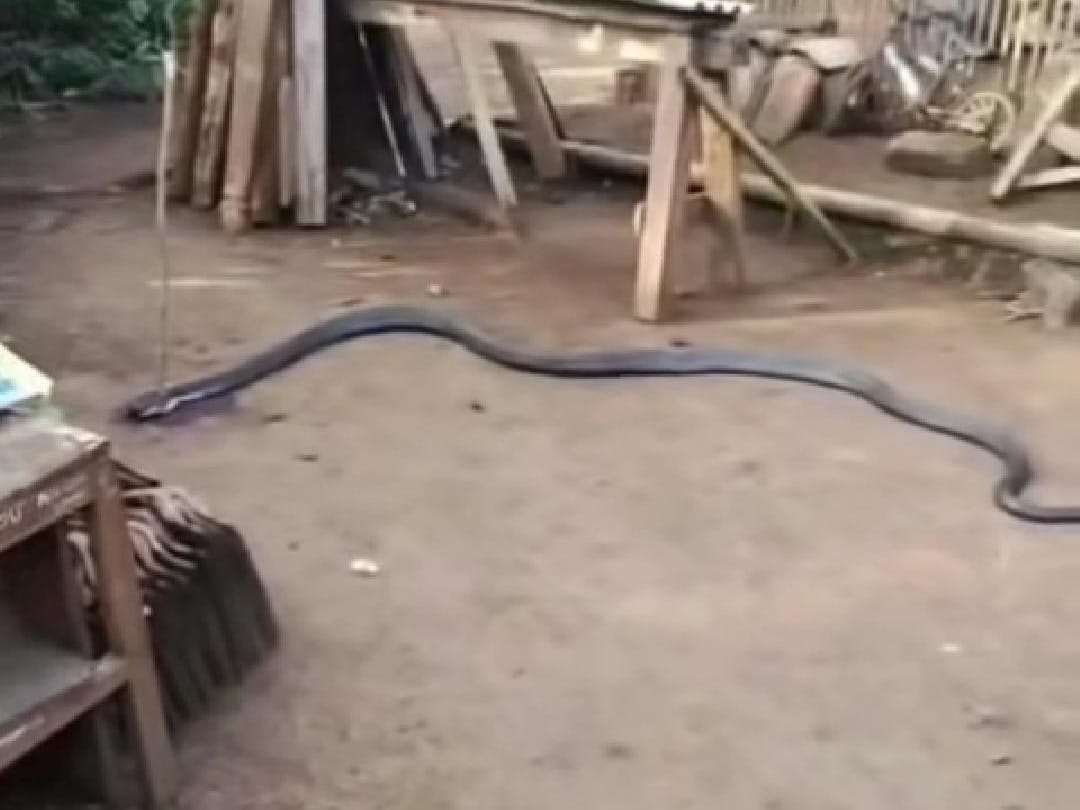 Tangkapan layar ular cobra yang diduga menggigit petani lanjut usia hingga meninggal di Sukabumi. (Instagram @andreli_48)