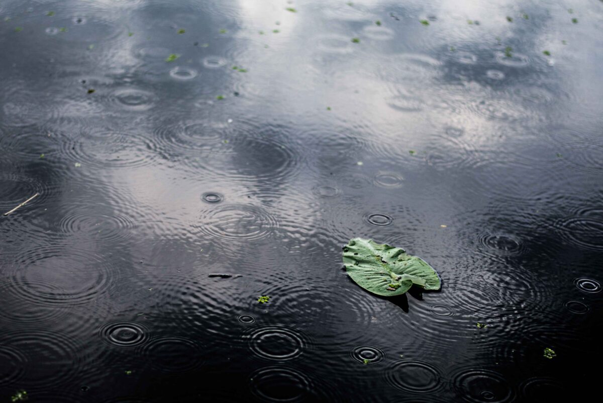 high angle closeup shot isolated green leaf puddle rainy day 11zon 1 Ilustrasi prakiraan cuaca Kabupaten Gresik hujan. (Freepik)