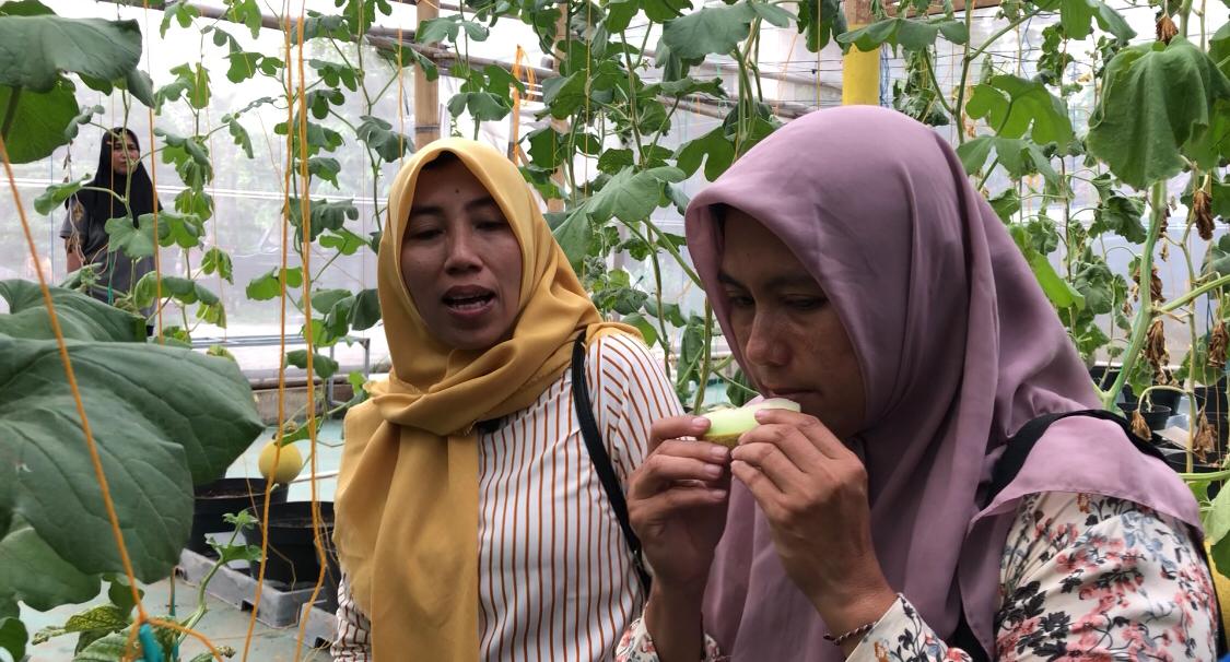 IMG 20251130 WA0039 2 Pengunjung merasakan sensasi makan buah Melon premium