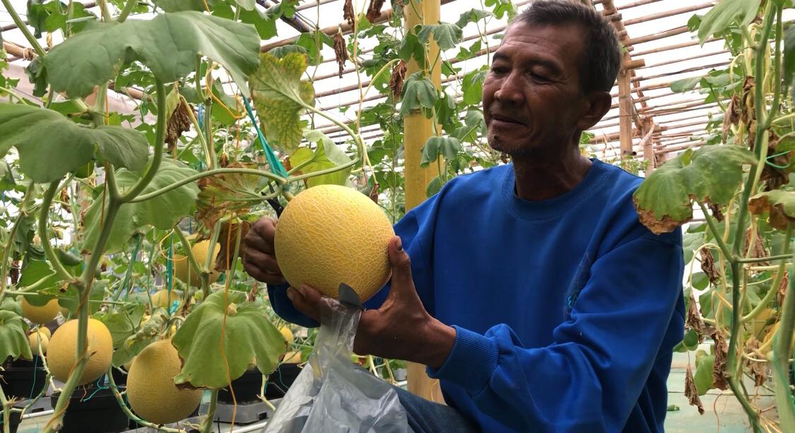 IMG 20251130 WA0040 1 MELON PREMIUM: Yani Suharto, Pengelola green house melon premium di Tempuran, Mojokerto. (Redaksi/kabarterdepan.com)