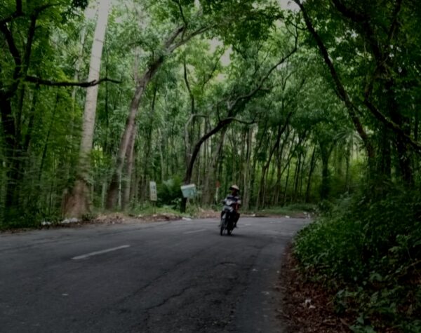 Suasana sejuk jalan raya Gesi- Tangen yang berada di kawasan hutan lindung Gunung Banyak di Desa Srawung, Kecamatan Gesi, Kabupaten Sragen (Masrikin/kabarterdepan.com)