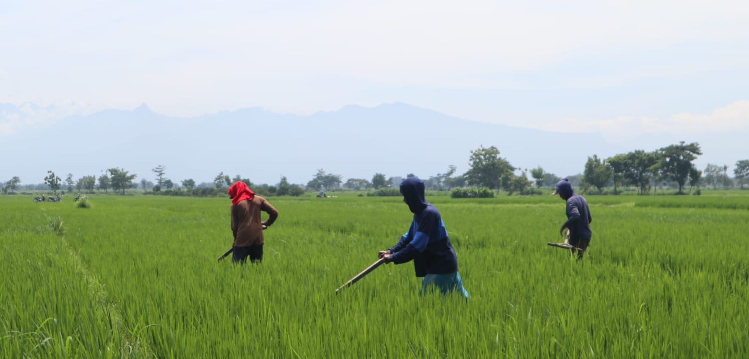 Petani di Jombang saat membersihkan rumput pada tanaman padi. (Karimatul Maslahah/Kabarterdepan.com)