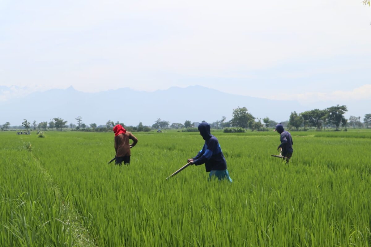 Petani di Jombang saat membersihkan rumput pada tanaman padi lahan pertanian pangan berkelanjutan (LP2B) di Kabupaten Jombang. (Karimatul Maslahah/Kabarterdepan.com)
