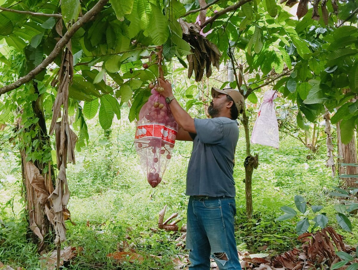 Heri Susanto saat memanen buah matoa kelapa di kebun miliknya di Wonosalam Jombang. (Karimatul Maslahah/Kabarterdepan.com)