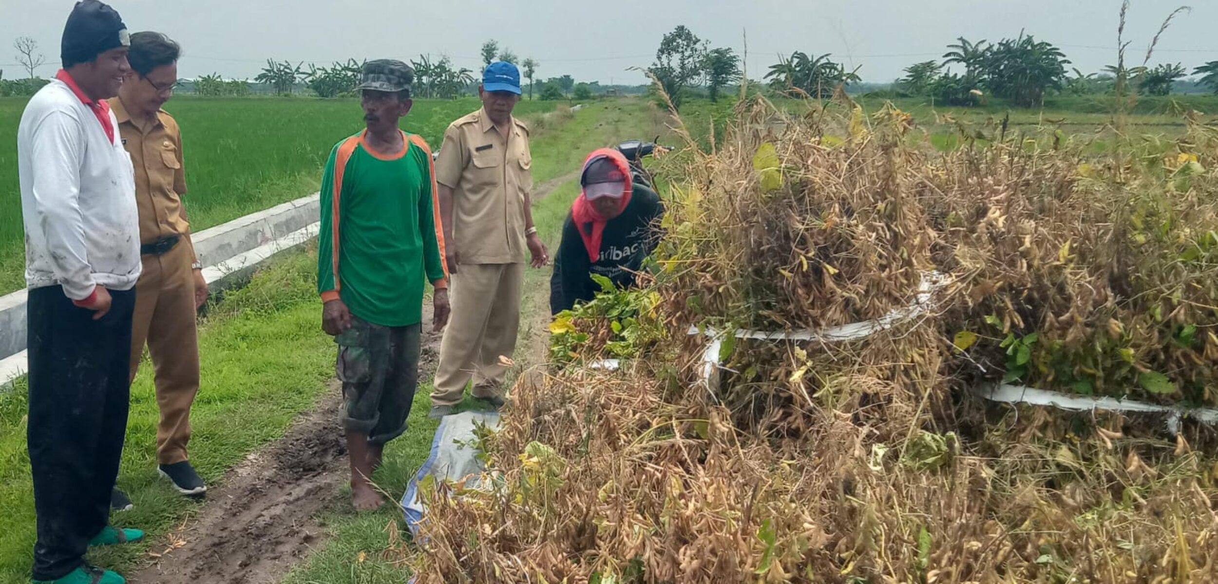 Petani kedelai di Kecamatan Kesamben, Jombang, memanen hasil tanamannya di tengah cuaca ekstrem. (Karimatul Maslahah/Kabarterdepan.com)